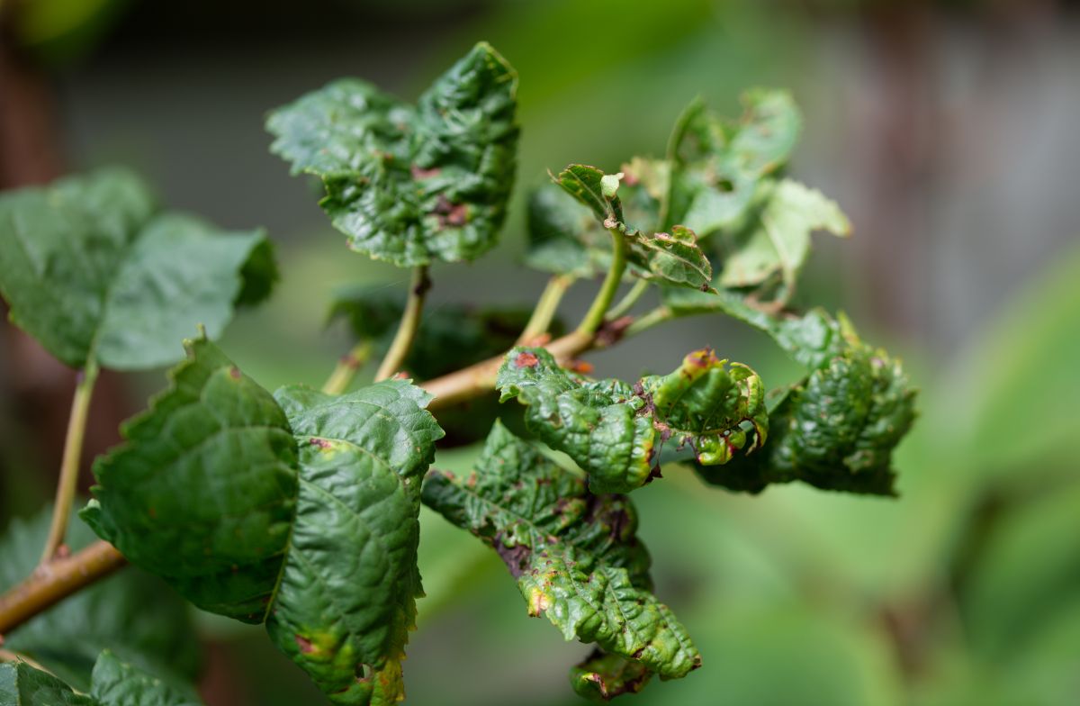 damaged, curled, and dried leaves caused by aphids