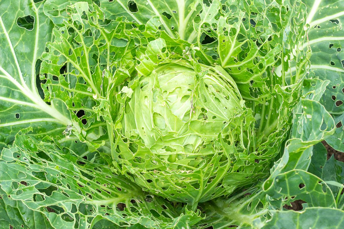 A cabbage riddled with holes after being eaten by slugs
