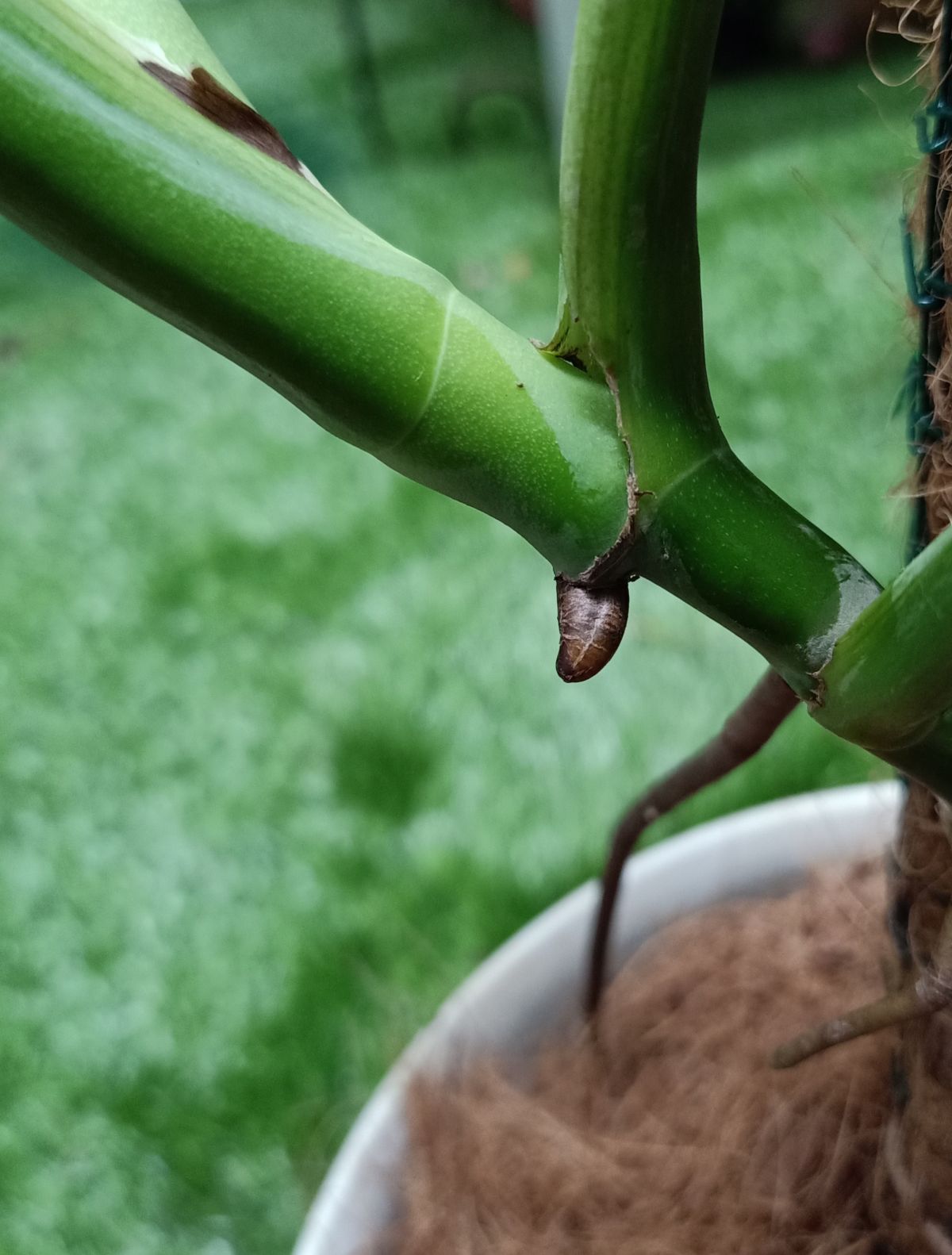 Leaf node on a section of Swiss Cheese Plant cutting