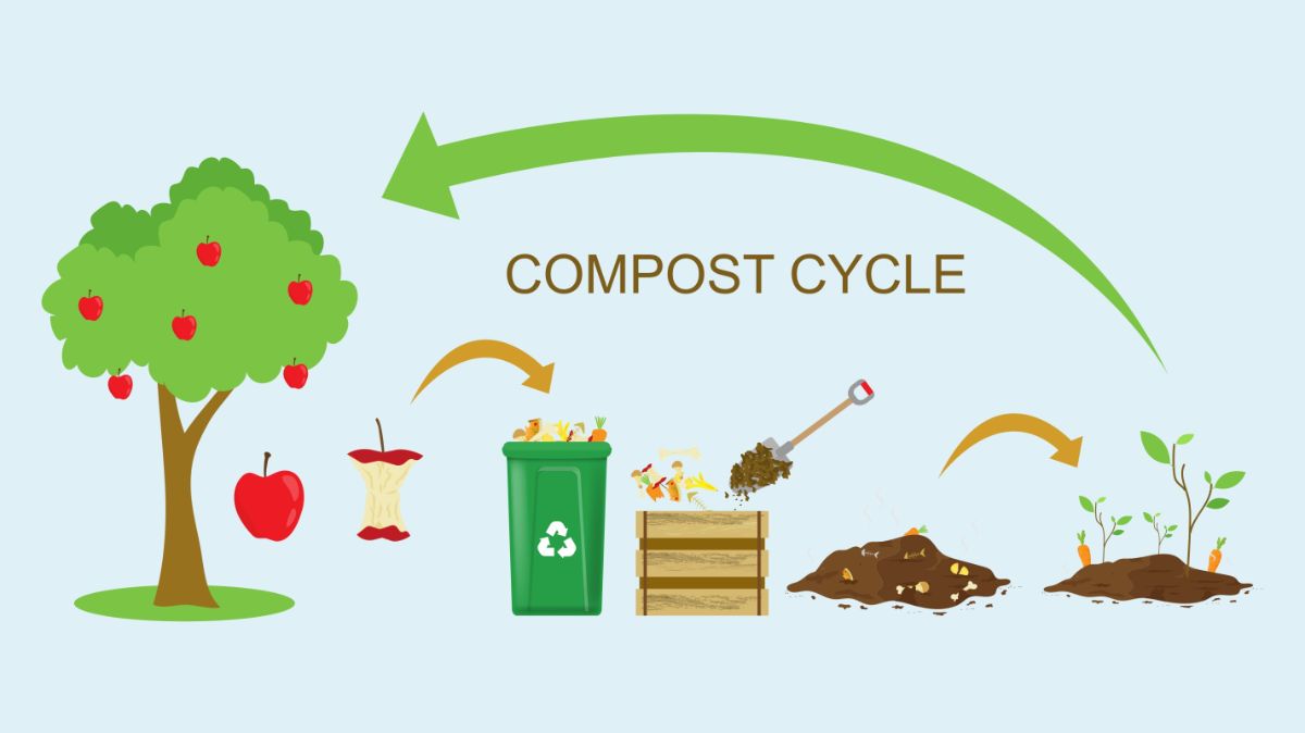 A graphic showing the lifecycle of compost