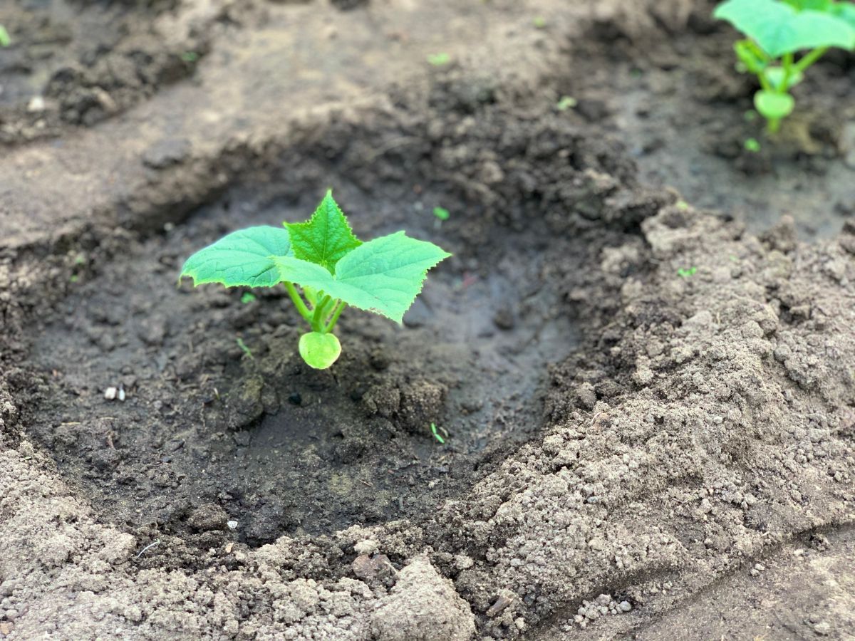 a freshly watered new garden transplant