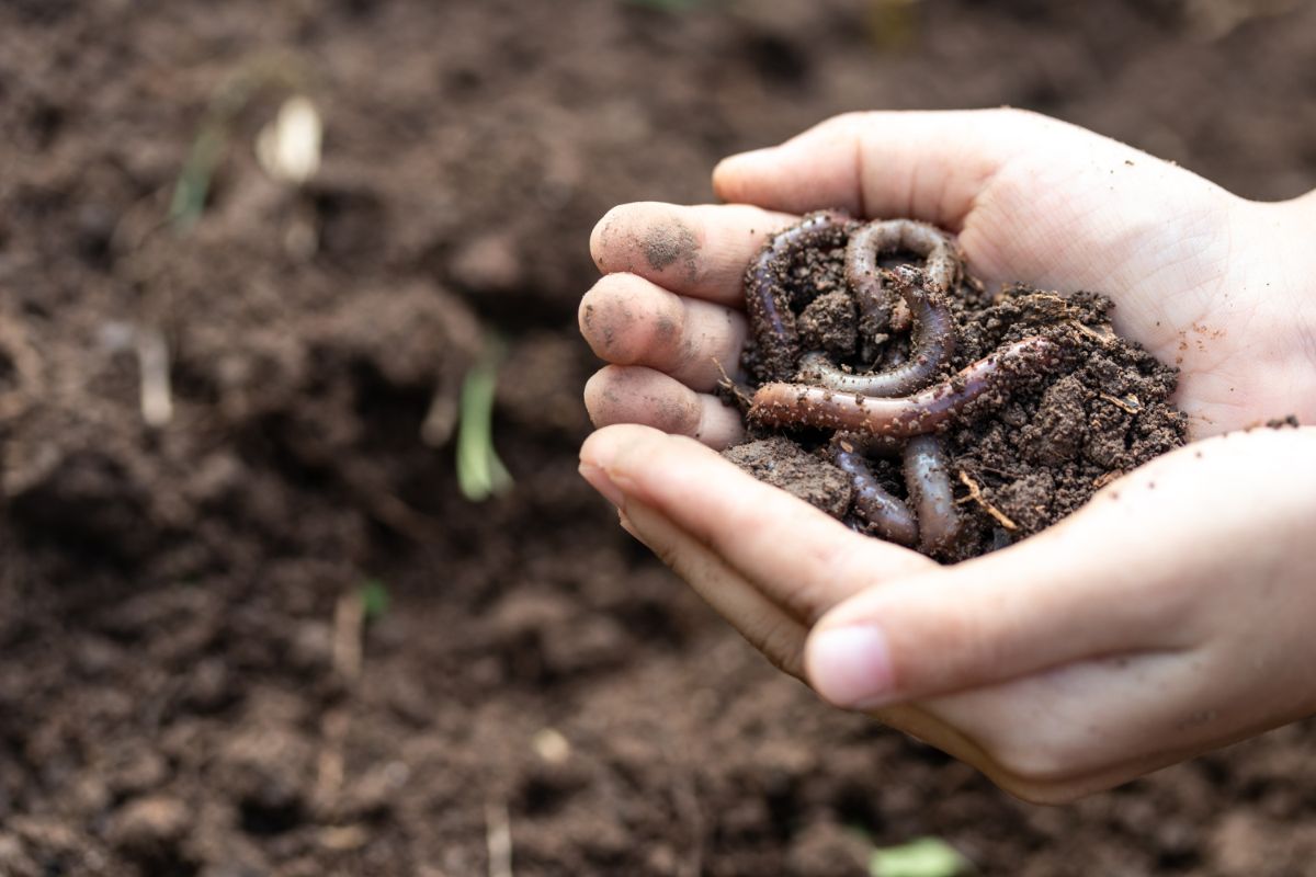 A gardener holding a handful of soil with earthworms