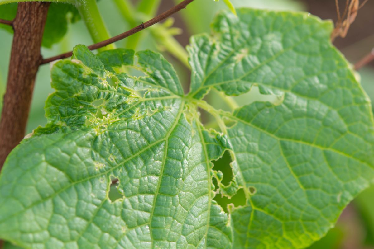 Chewed holes in leaves a sign of cucumber beetles