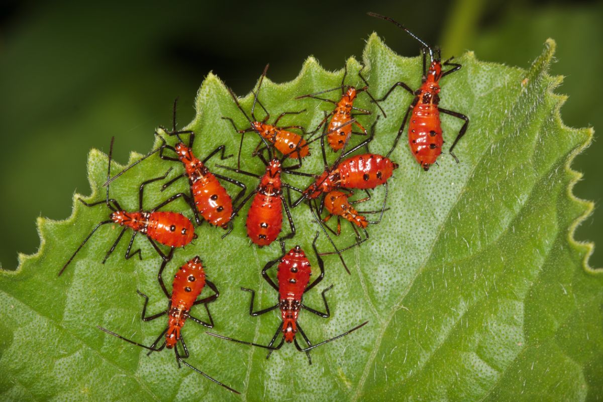 A clustered group of leaf-footed bug nymphs