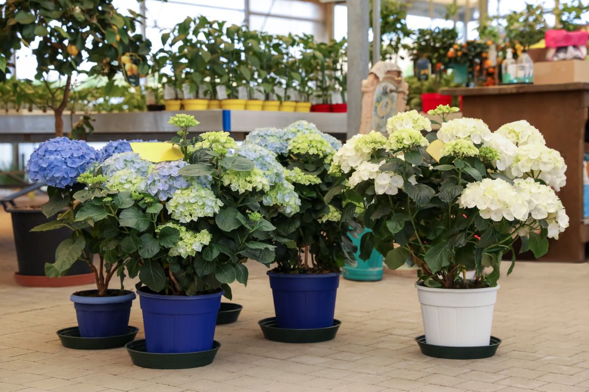 Potted young hydrangea plants in white and blue