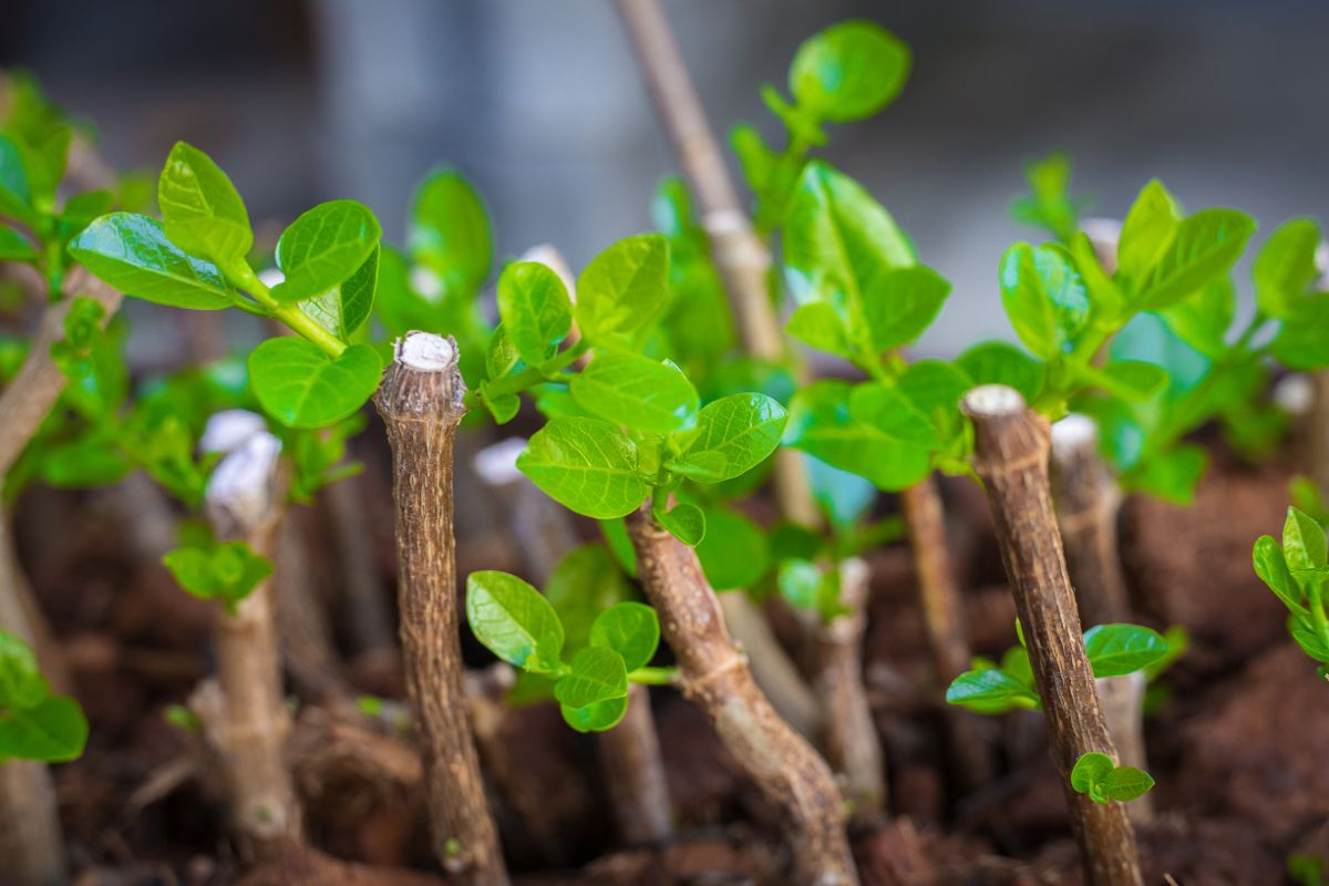 Rooting cuttings of blueberries