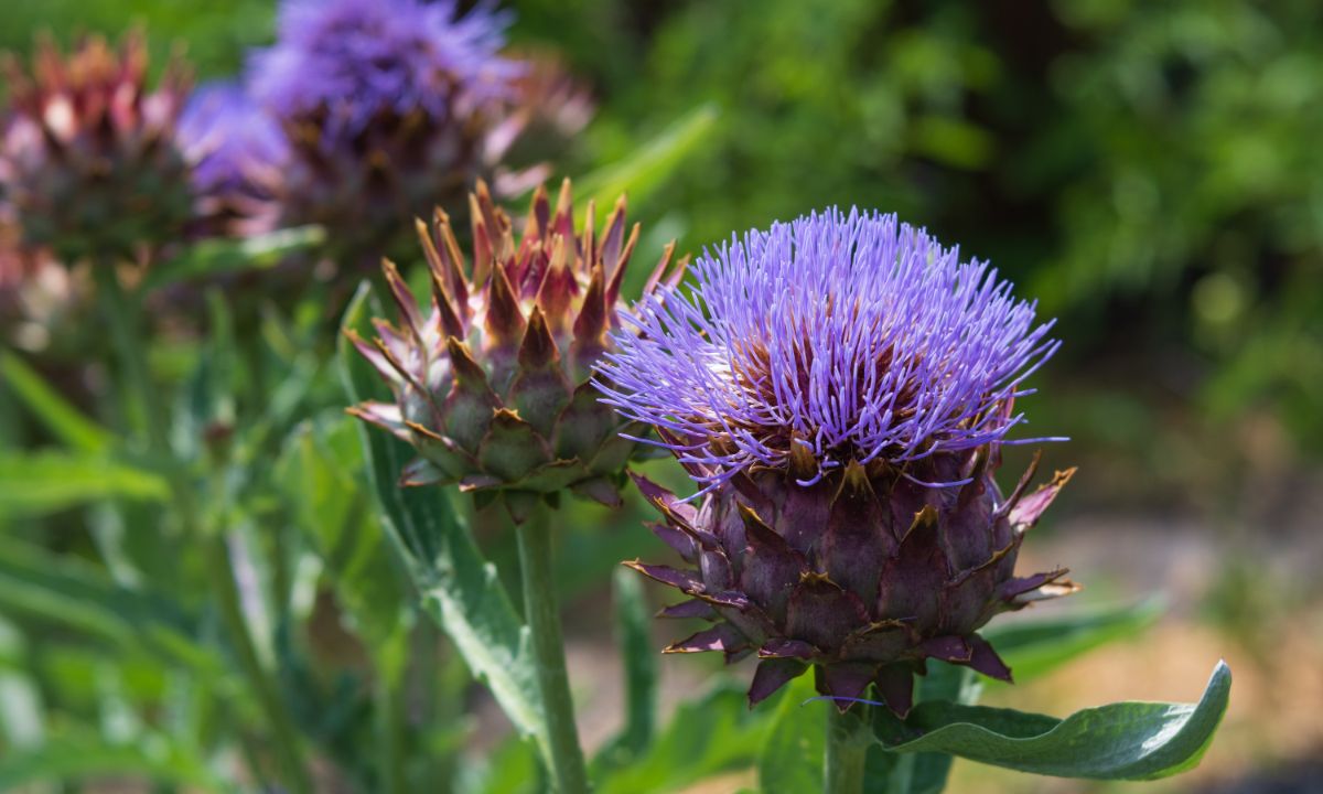 Deer resistant plants planted as controls in the garden