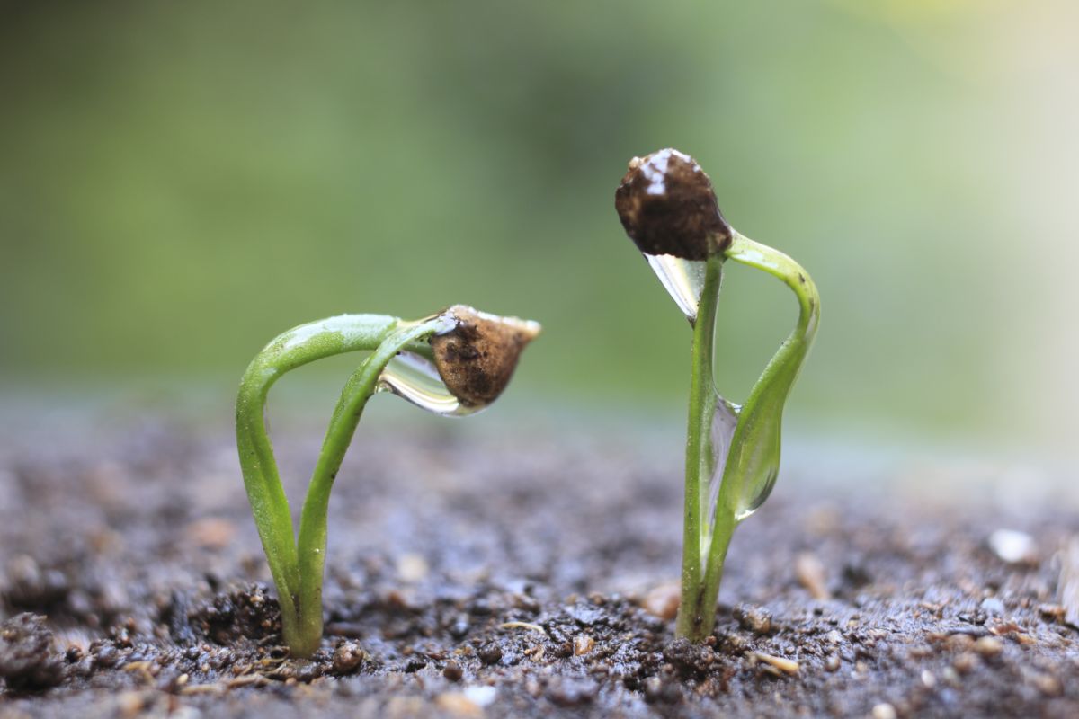 Tiny spinach seedlings breaking through the surface