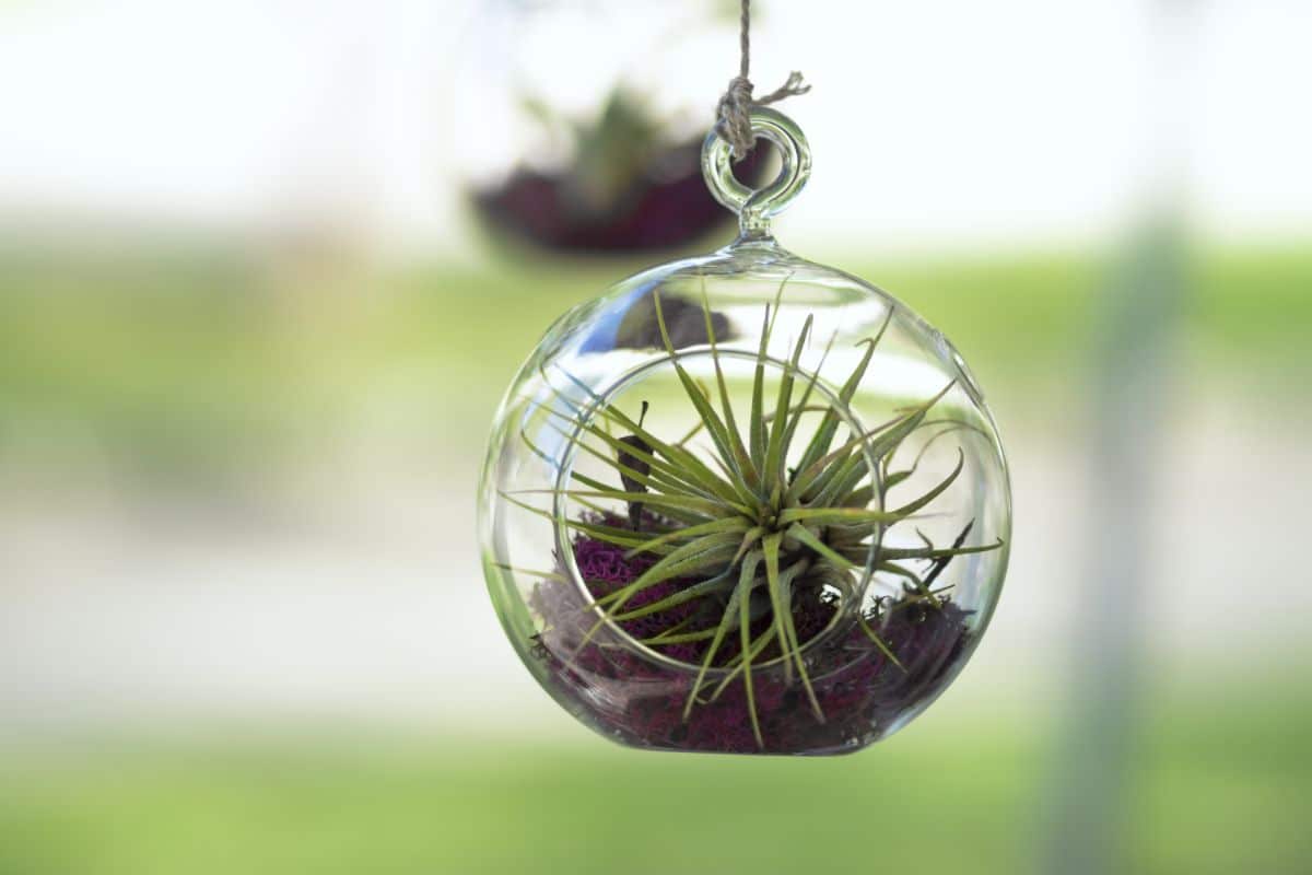 small globes with hanging air plants inside
