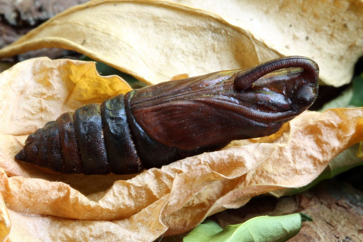 Hardened brown hornworm chrysalis