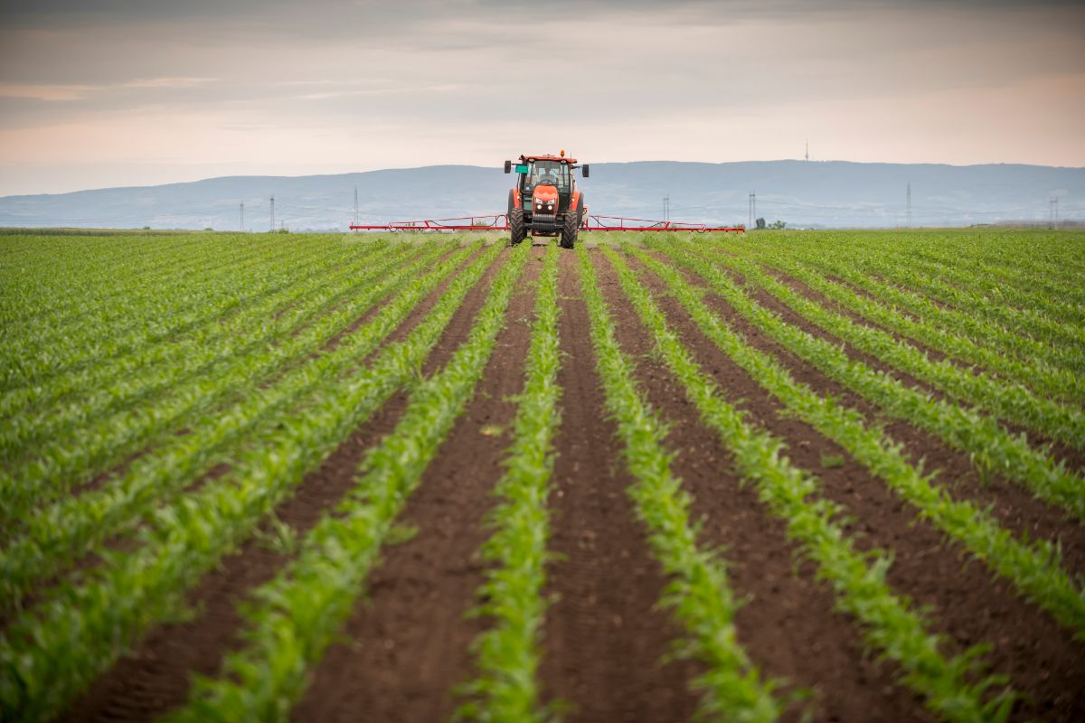 A tractor spraying a field crop