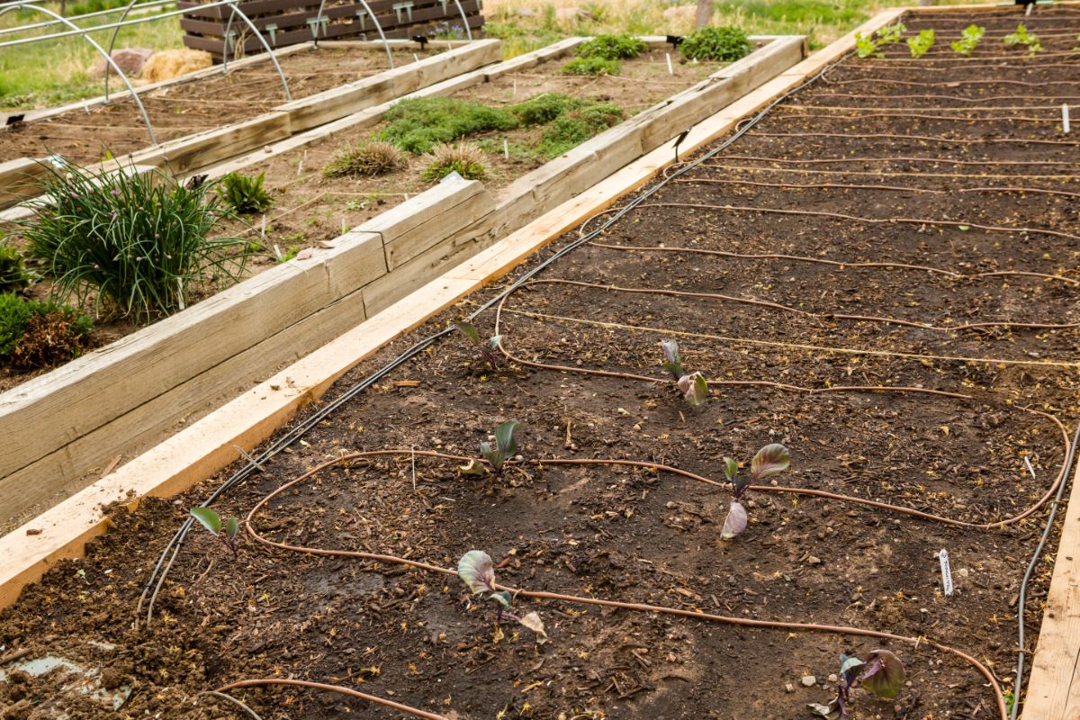 A dripline irrigation system installed in a raised bed