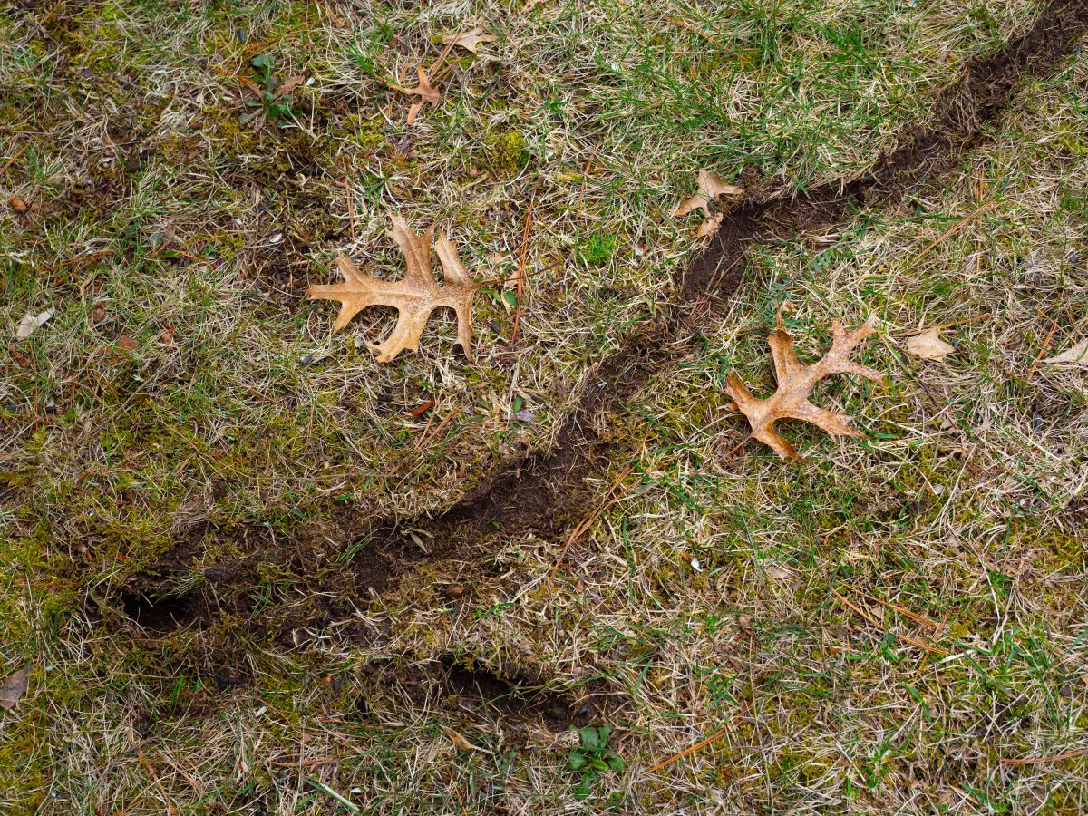 vole tunnels cutting a path through lawn grass