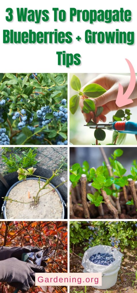 3 Ways To Propagate Blueberries + Growing Tips pinterest image.