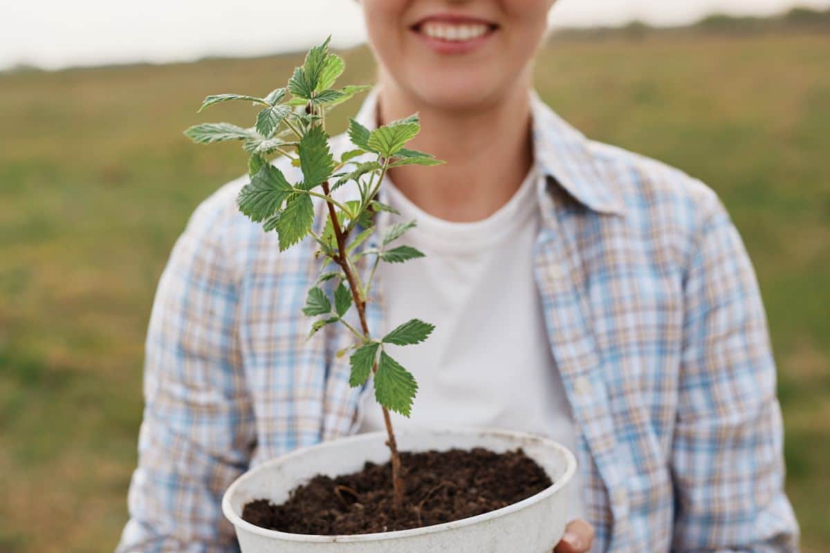 A potted cutting of raspberry grown into a new plant