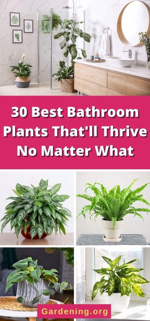 30 Best Bathroom Plants That'll Thrive No Matter What pinterest image.