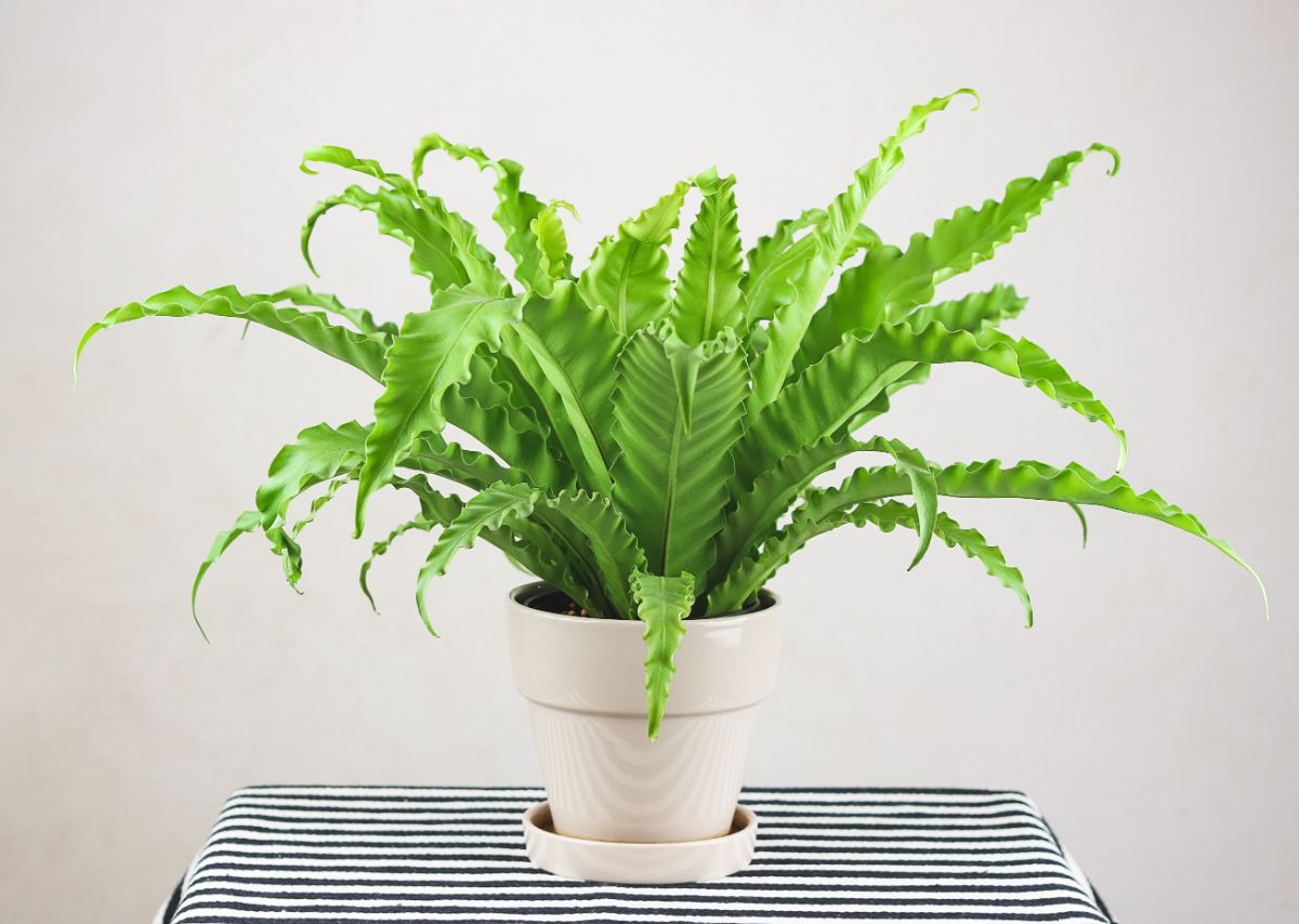 Large leafed birds nest fern