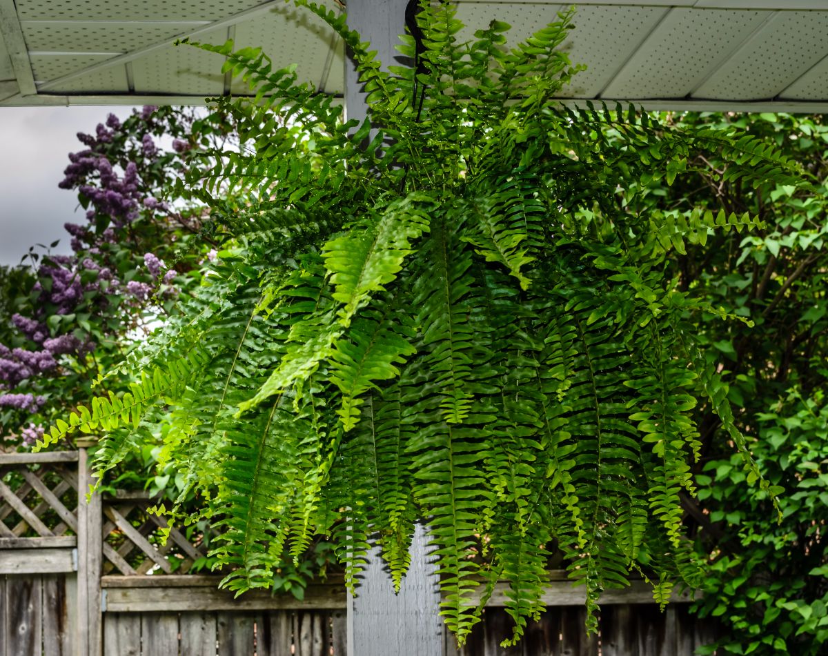 A large thriving Boston fern on a porch