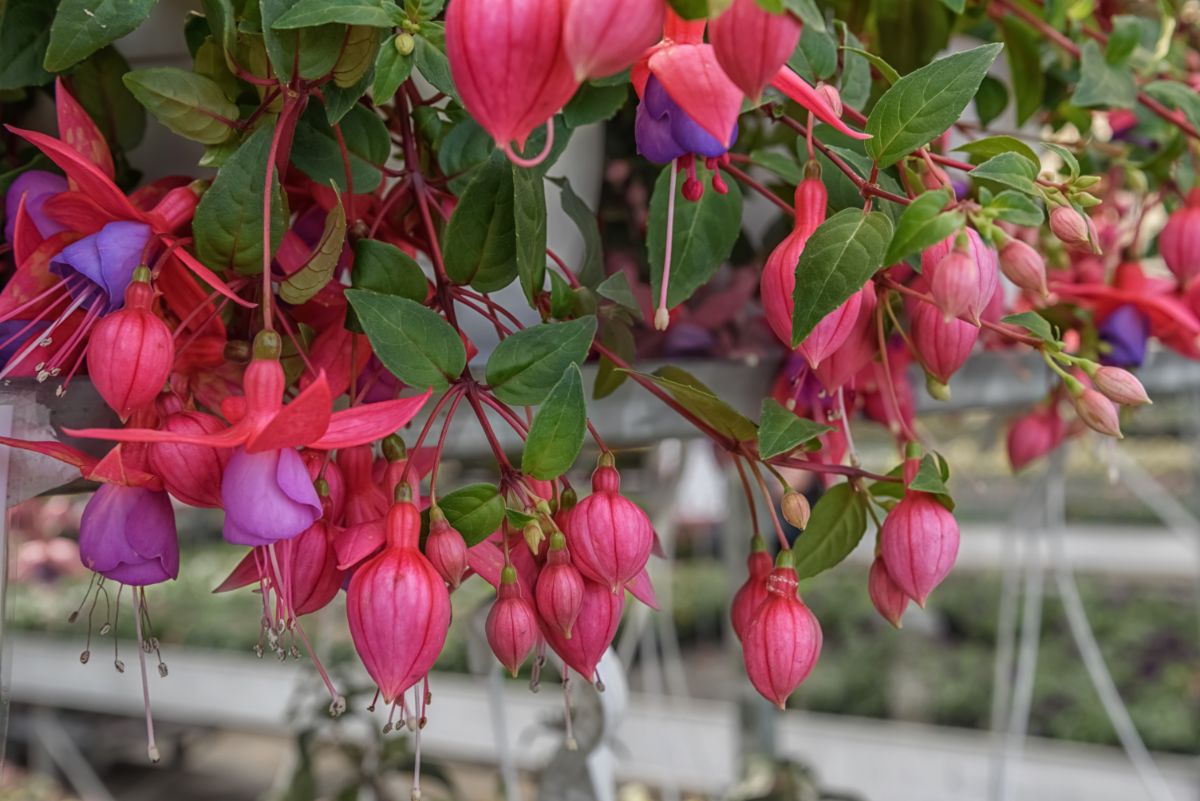 Fuchsia plant dripping with pink and purple blooms