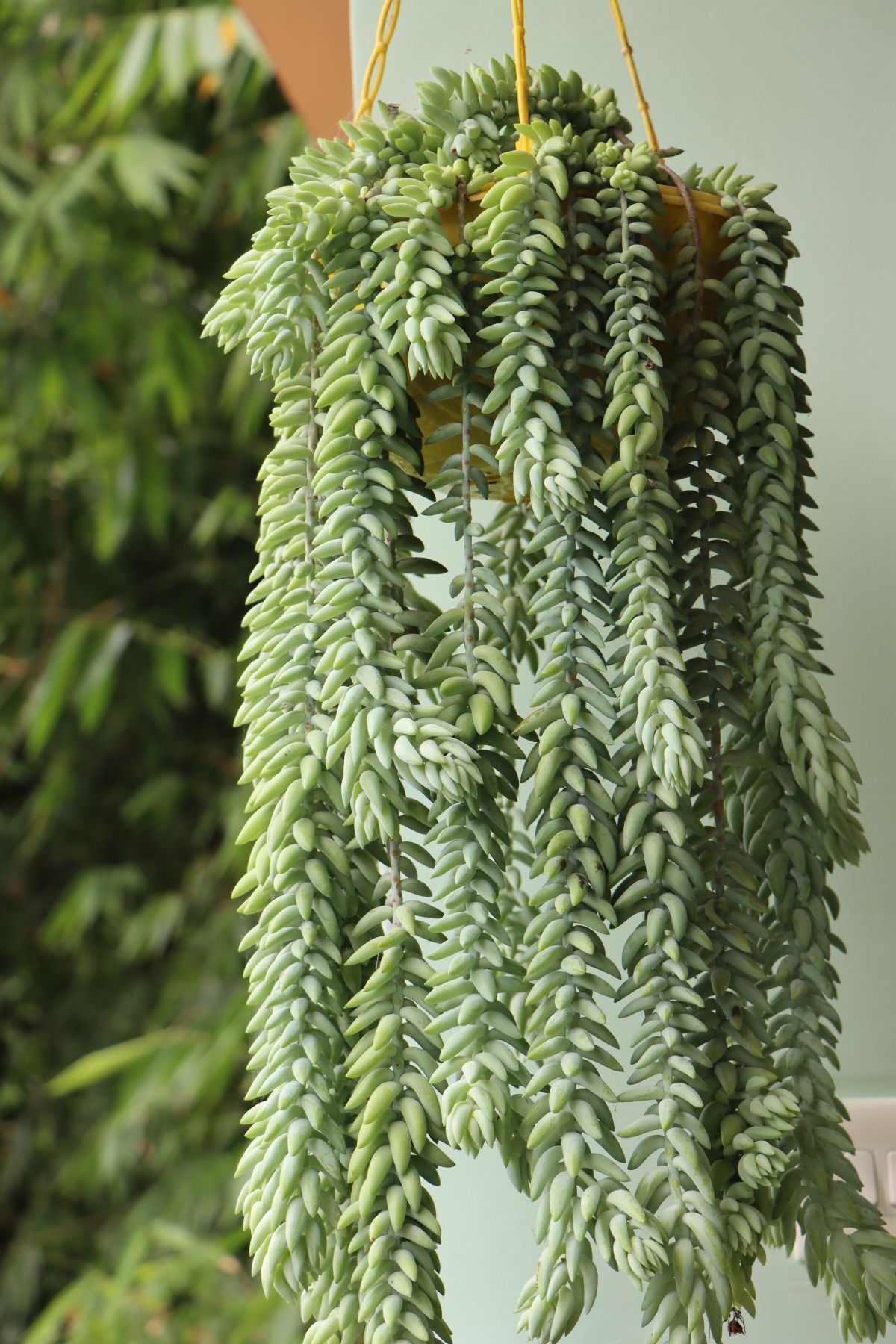 Burro's tail hanging succulent plant