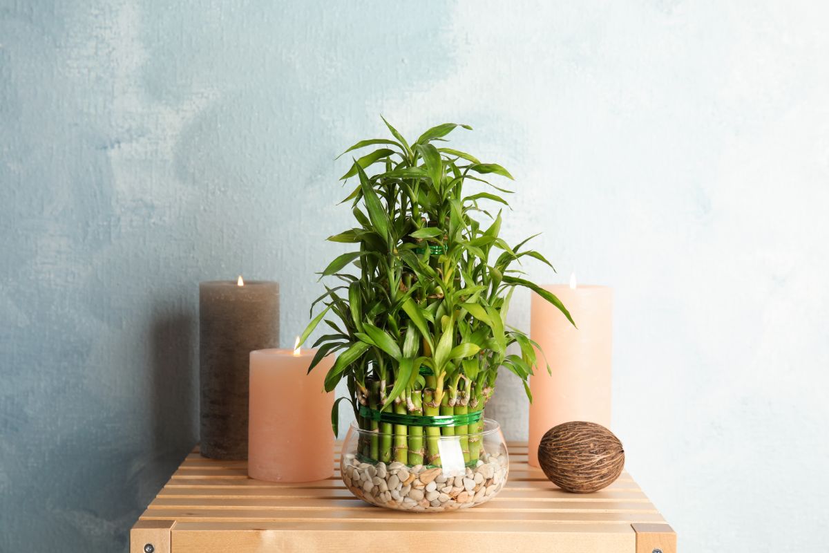 Lucky bamboo plant potted in stones in a glass bowl