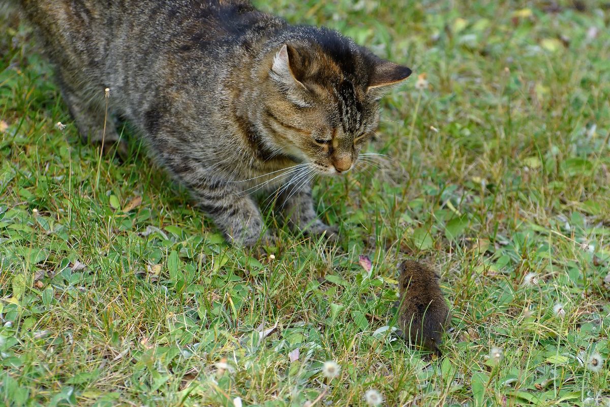 A cat and a vole facing off against each other on a lawn