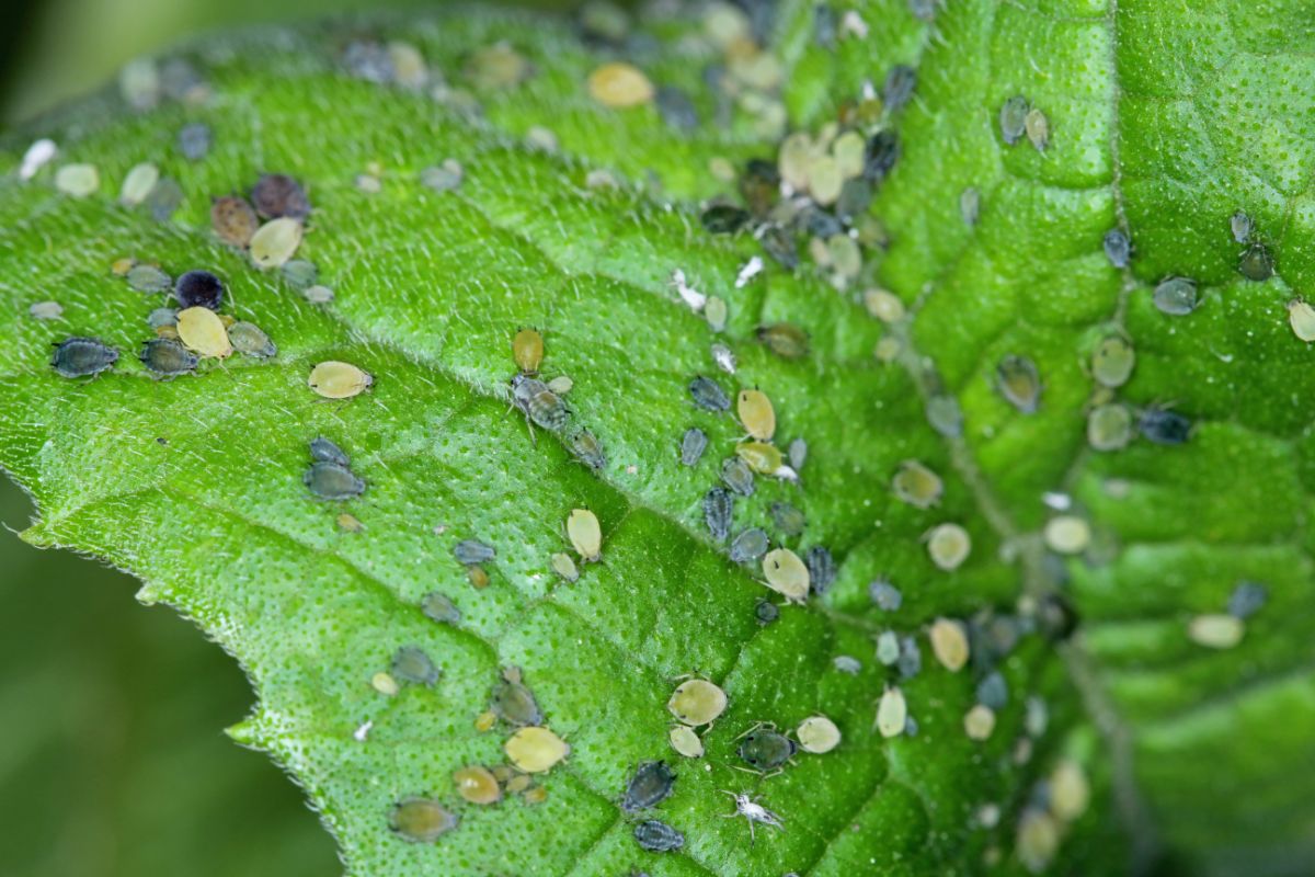 Aphids of different sizes and colors on a plant leaf