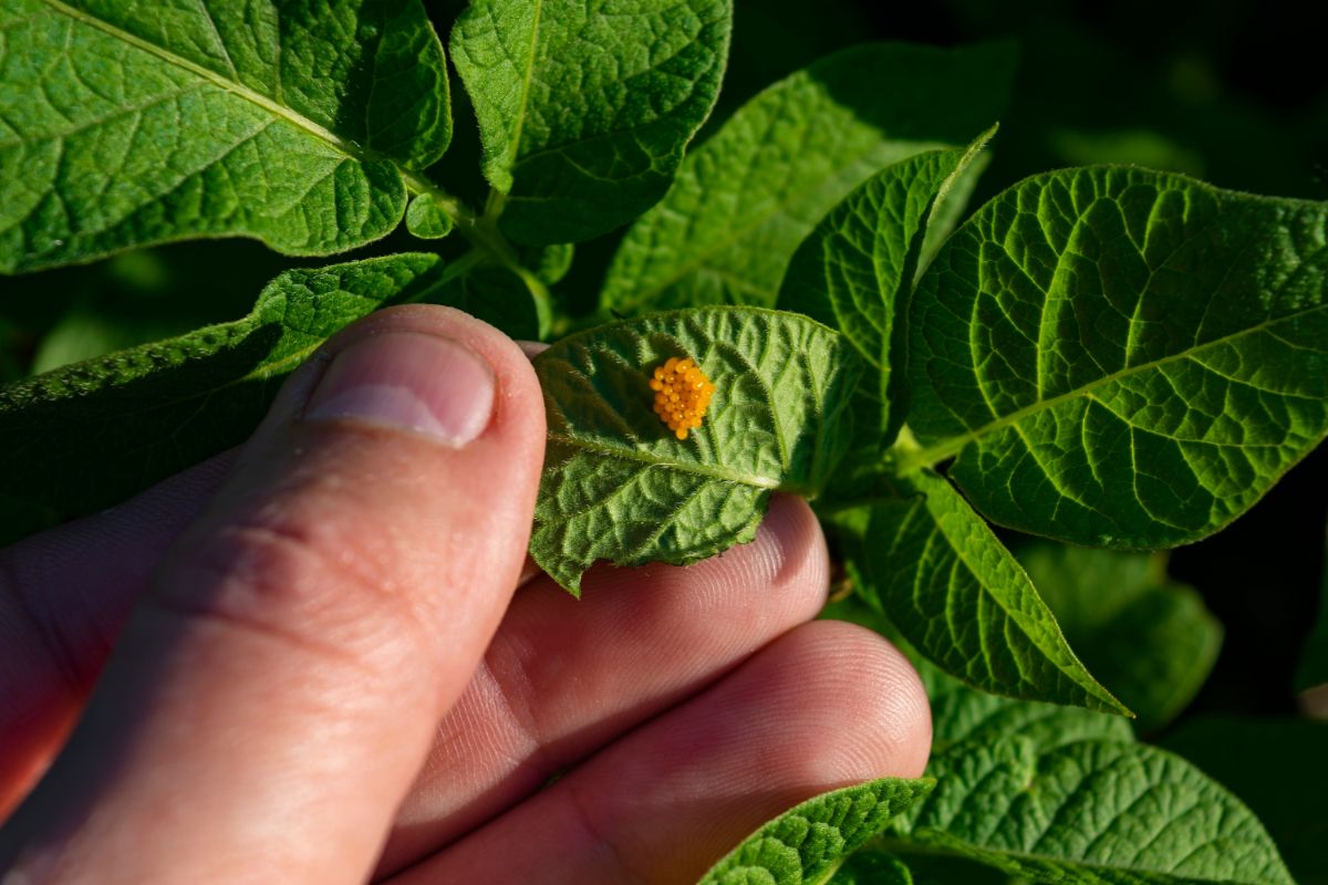 a cluster of insect eggs on the underside of a vegetable plant leaf