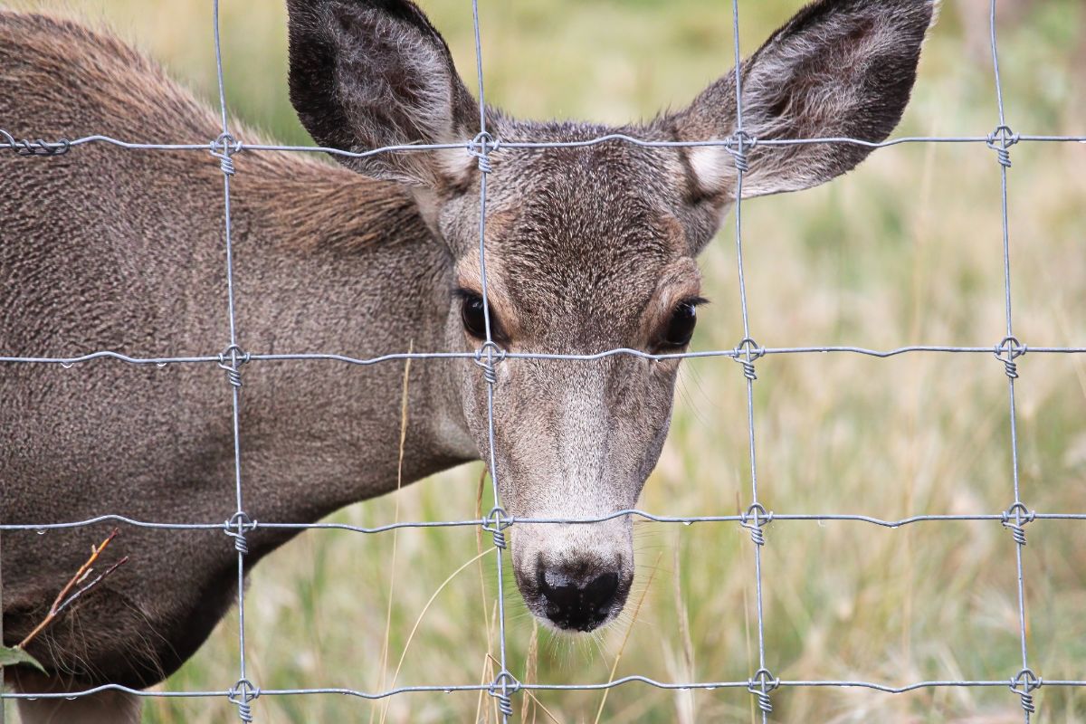 A deer standing behind a woven wire garden fence