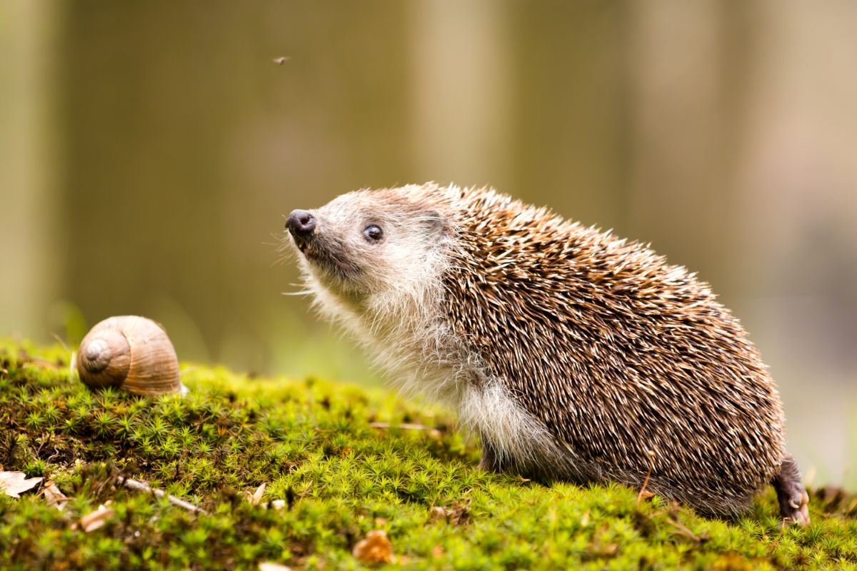 A hedgehog sneaking up on a snail
