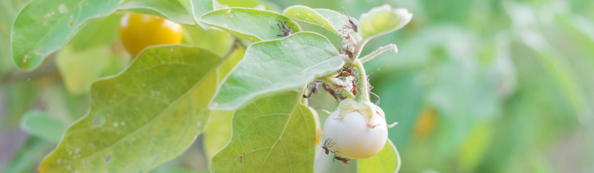 Small leaf-footed bug nymphs on a cherry tomato plant