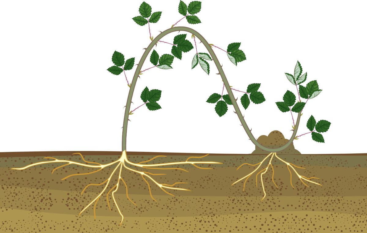 Image showing how roots form on a layered hydrangea