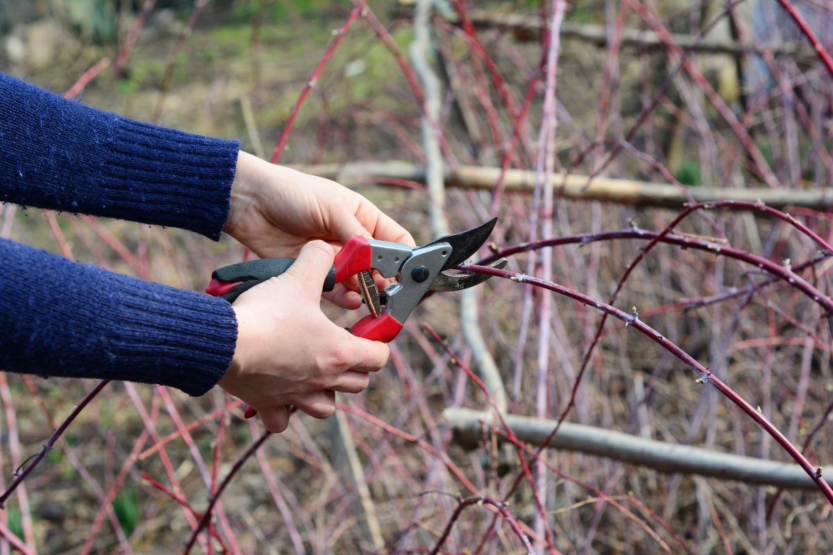 Person pruning a raspberry patch while dormant