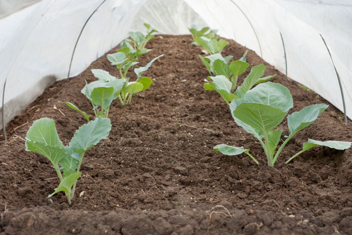 Plants under a small dome of floating row cover