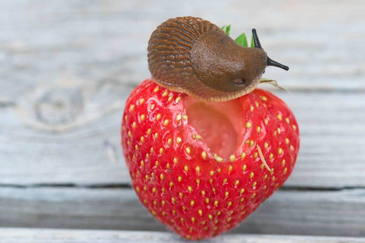 A slug eating a hole in a strawberry
