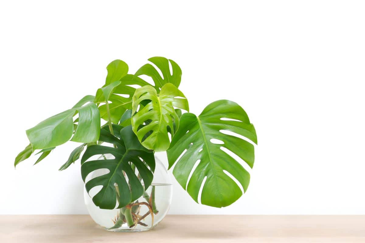 Large-leafed cuttings of Swiss Cheese Plant rooting in water