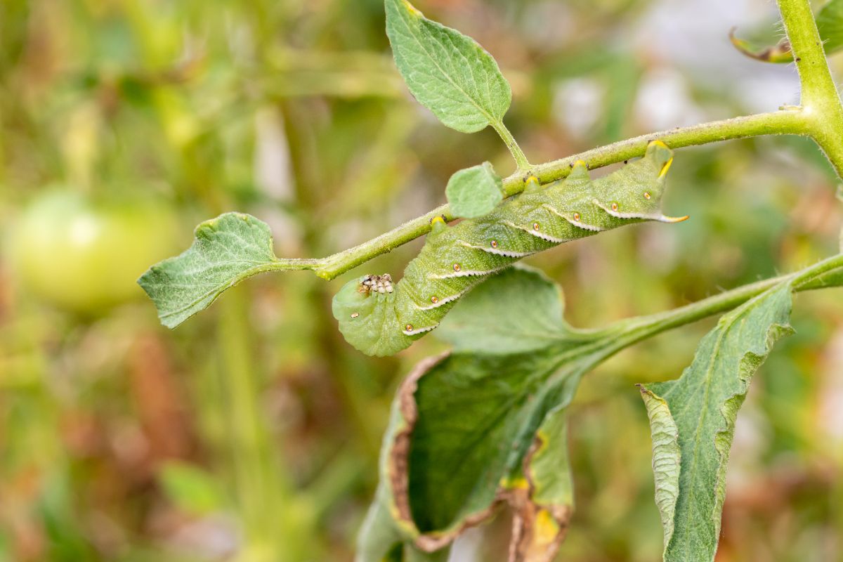 A tomato hornworm feasting on a tomato plant