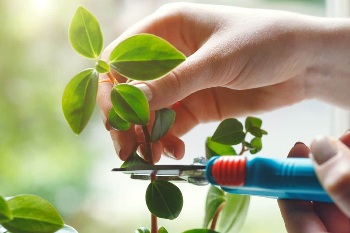 A gardener taking softwood blueberry cuttings to propagate