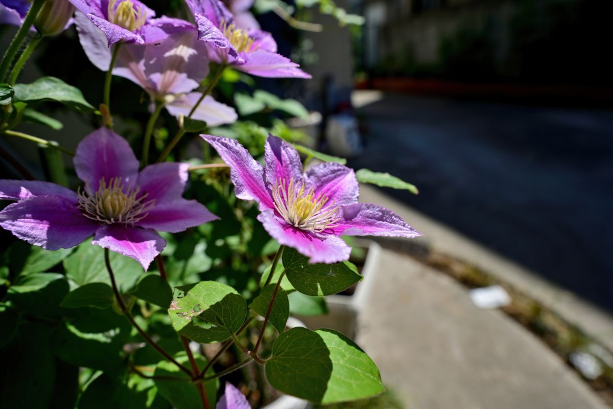 Fast growing purple clematis