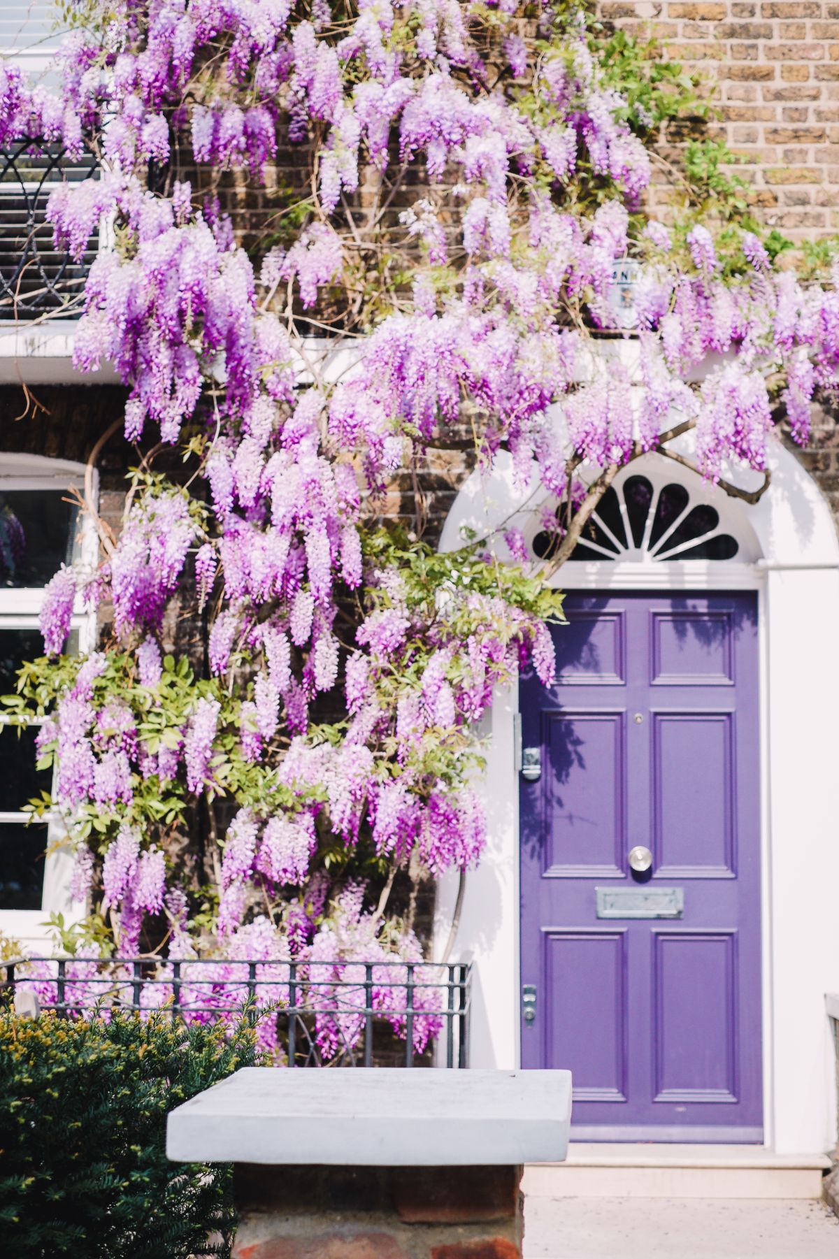 purple and white Wisteria climbing along a doorway