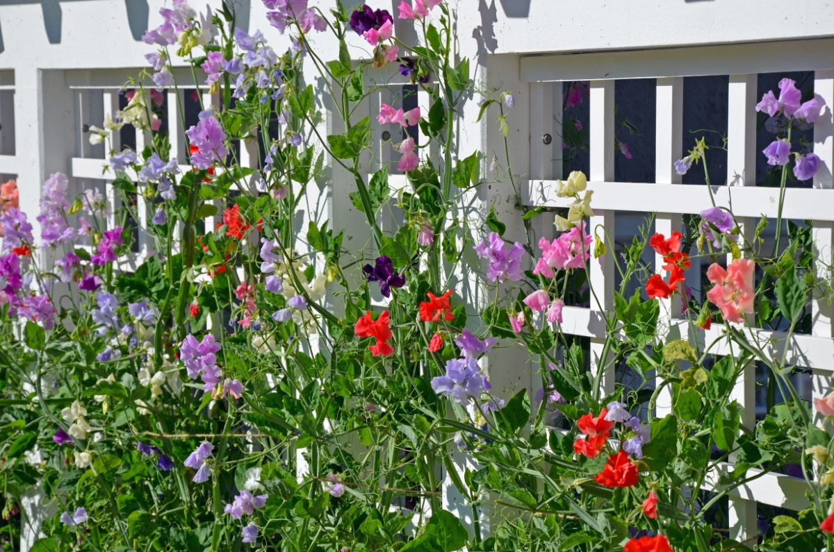 Sweet peas in many colors growing on a front yard trellis