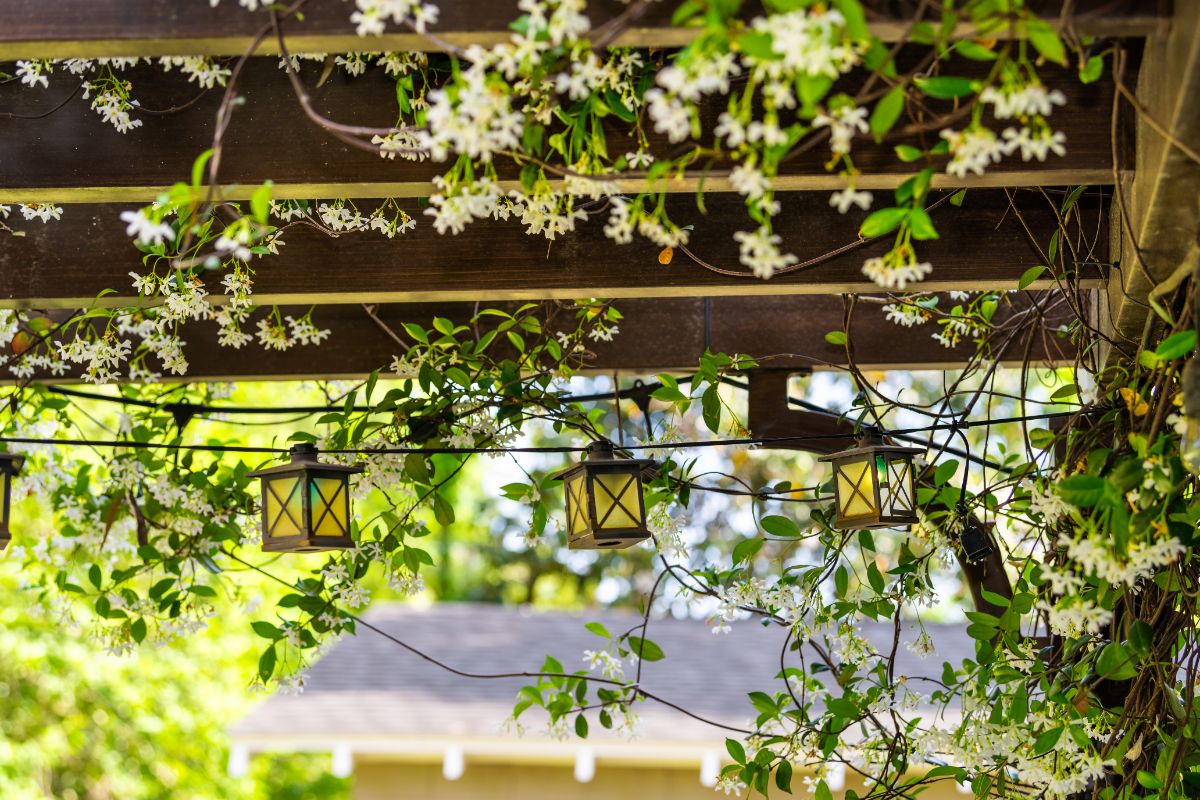 Climbing jasmine plant on a porch