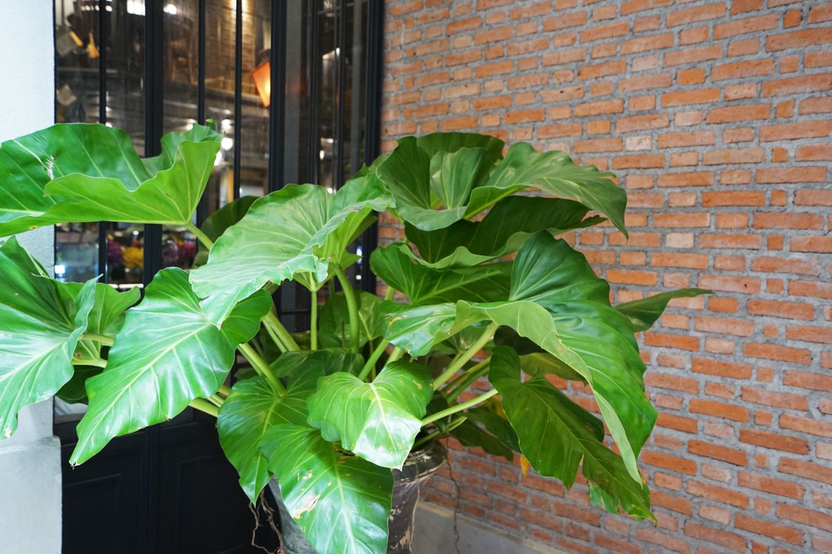 A large leafed green foliage plant in a pot on a porch