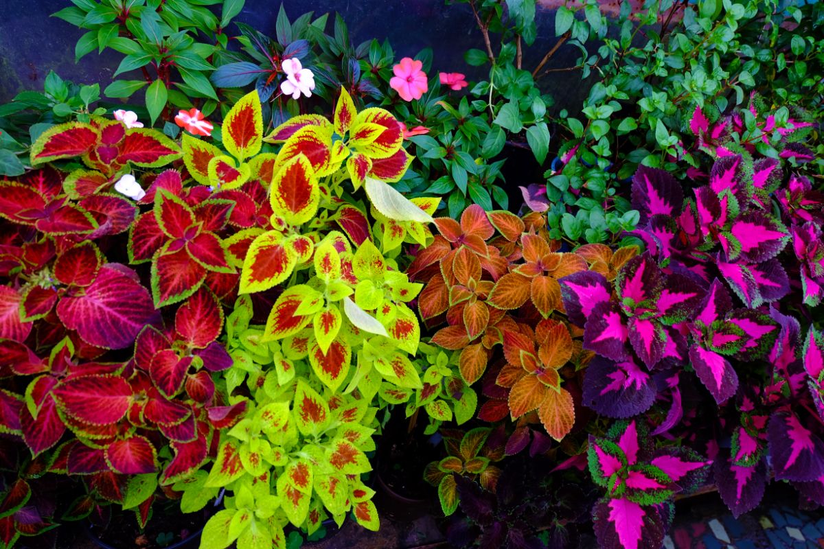 multicolored coleus plants on a porch