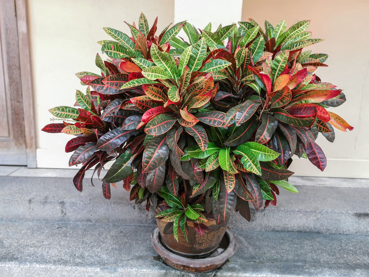 A bushy leafed croton plant in a pot