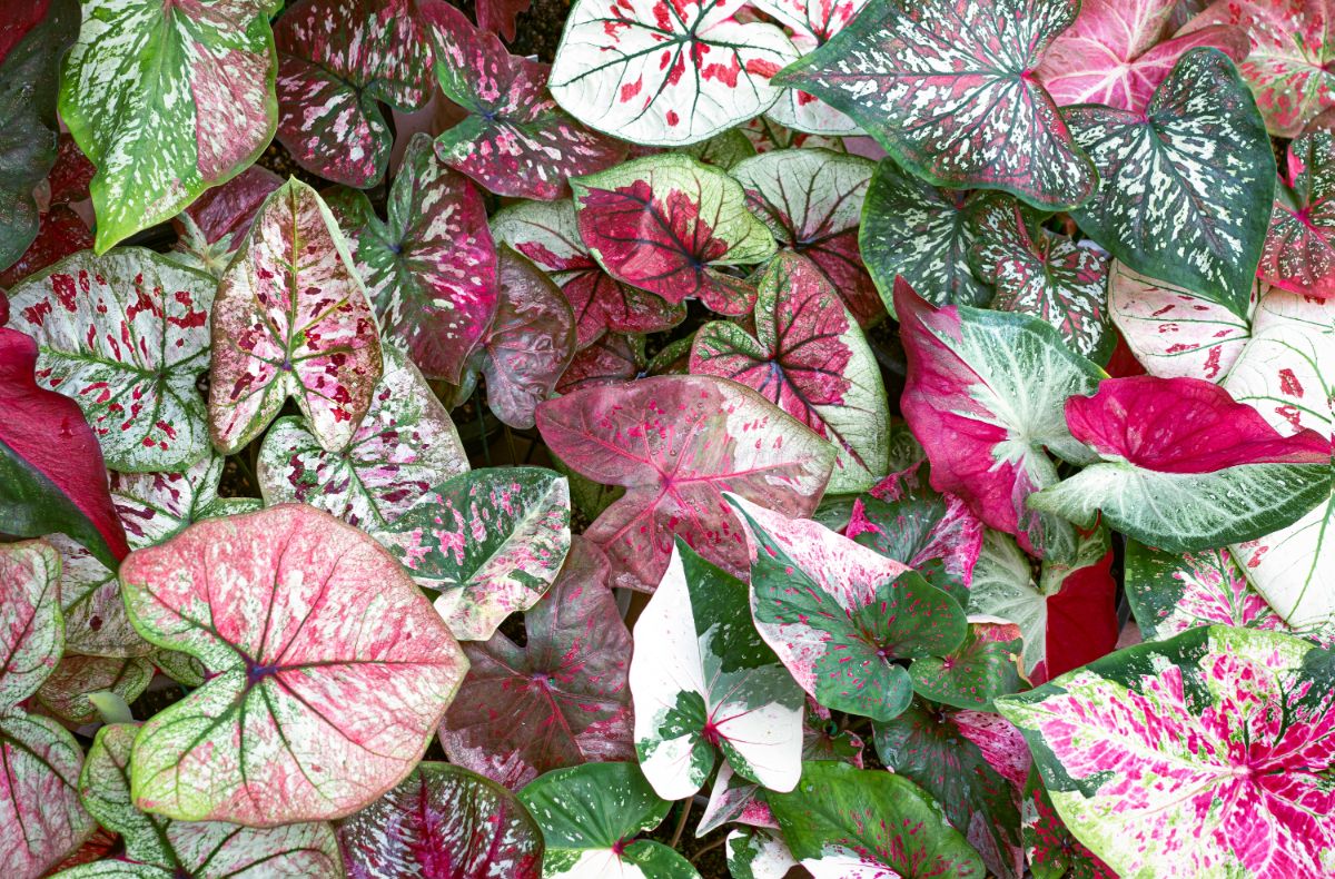 Potted pink and green caladium 