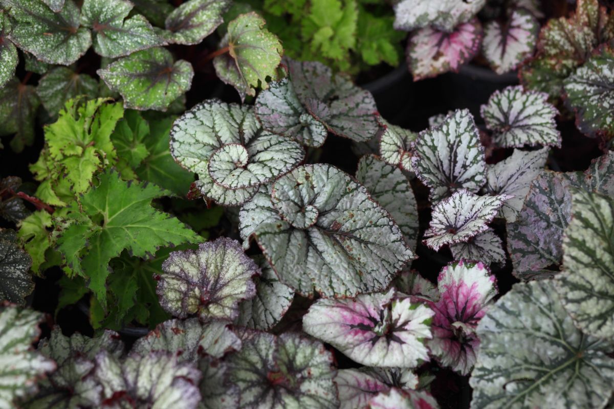 Begonia plant can grow indoors or outdoors