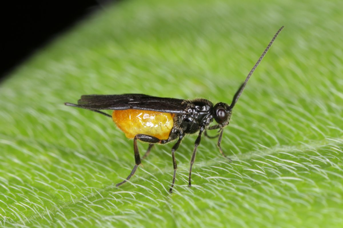 A predatory beneficial parasitic wasp