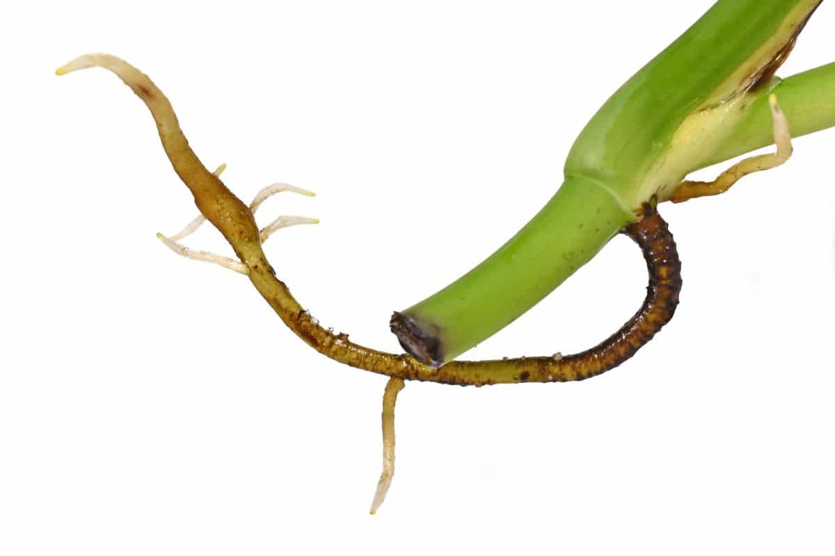 Cutting of Swiss Cheese Plant with roots