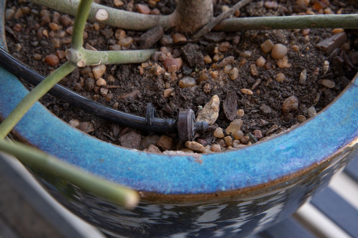 A section of microtubing in a plant container